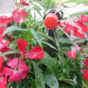 Système alternatif au goutte a goutte bouteille arroseur fleurs et plantes