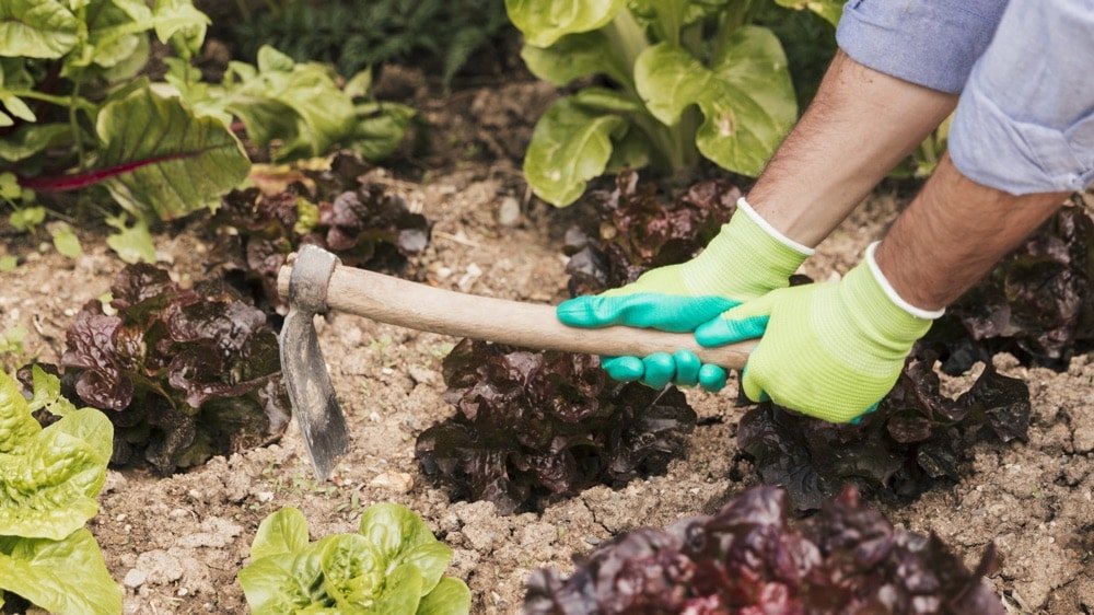 goutte à goutte Maroc ameublir le sol
