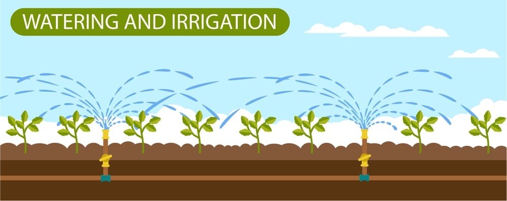 goutte à goutte Maroc arrosage en surface