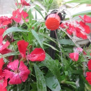 installation goutte a goutte arroseur du système dirrigation automatique