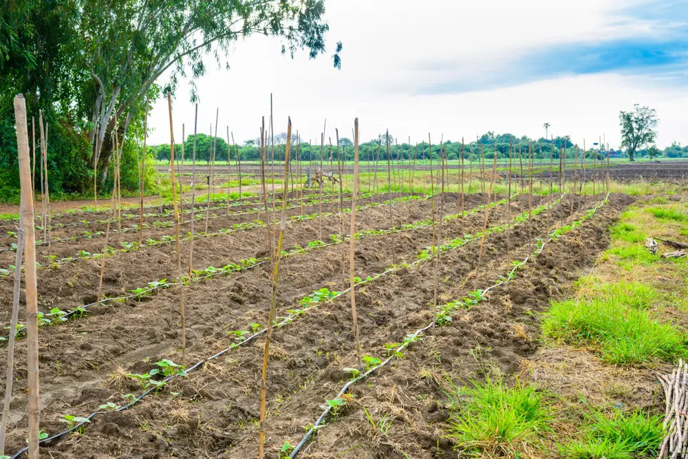 irrigation goutte à goutte diminuer la consommation deau