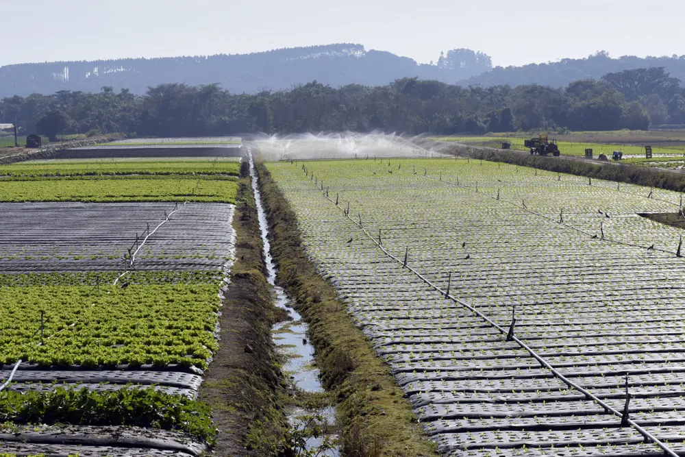 irrigation goutte à goutte réduire lutilisation de leau