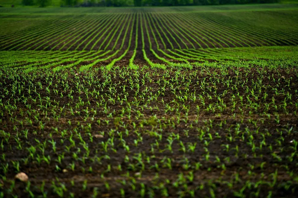 irrigation goutte à goutte terres cultivés