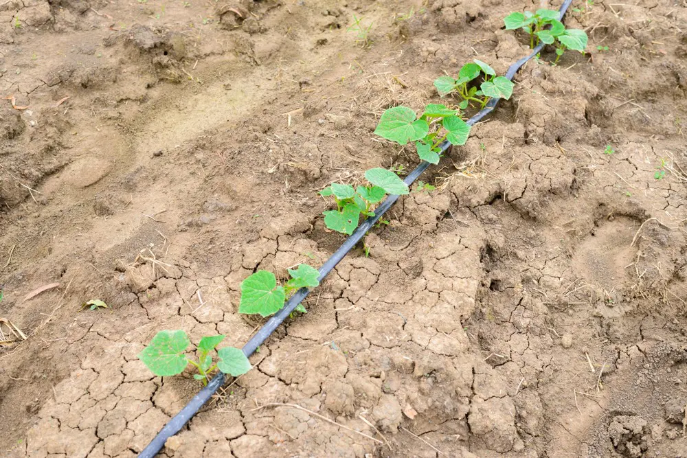 irrigation goutte à goutte tuyaux troués