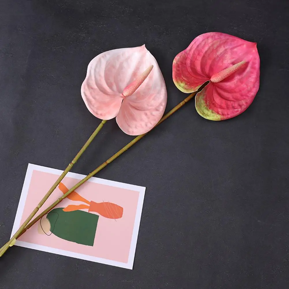 Plantes Plein Soleil Sans Arrosage