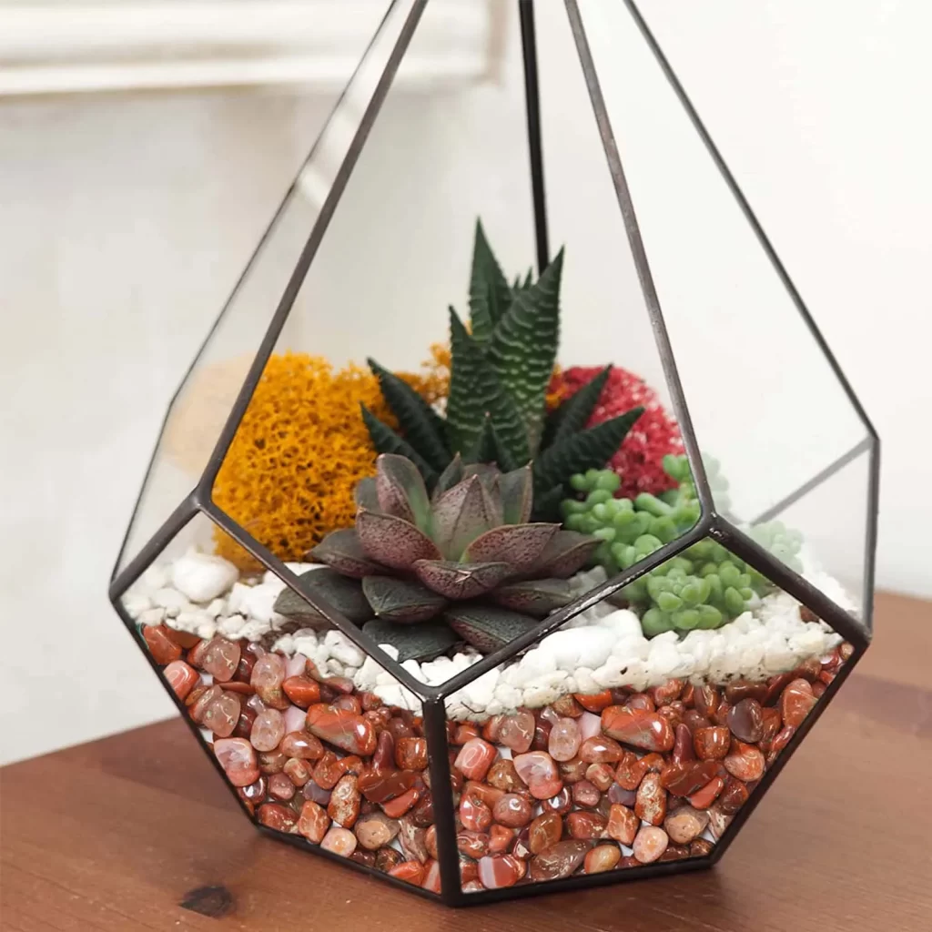 Plante Pour Terrarium Fermé