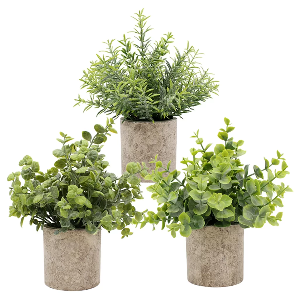 Plantes Exterieures Sans Arrosage