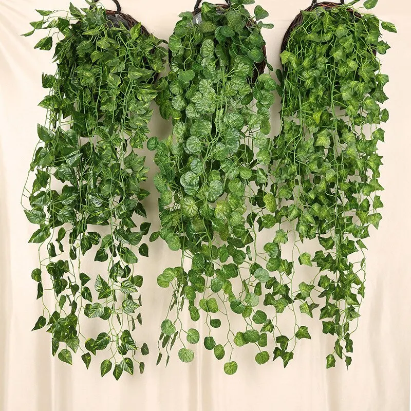 Plantes Exotiques Intérieur