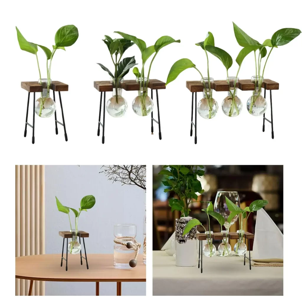 Plantes Terrarium Fermé