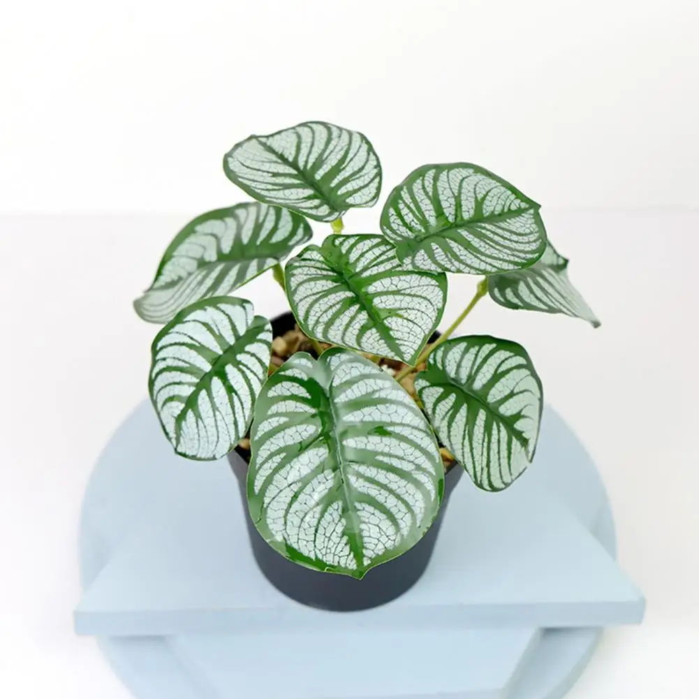 Plantes Plein Soleil Sans Arrosage