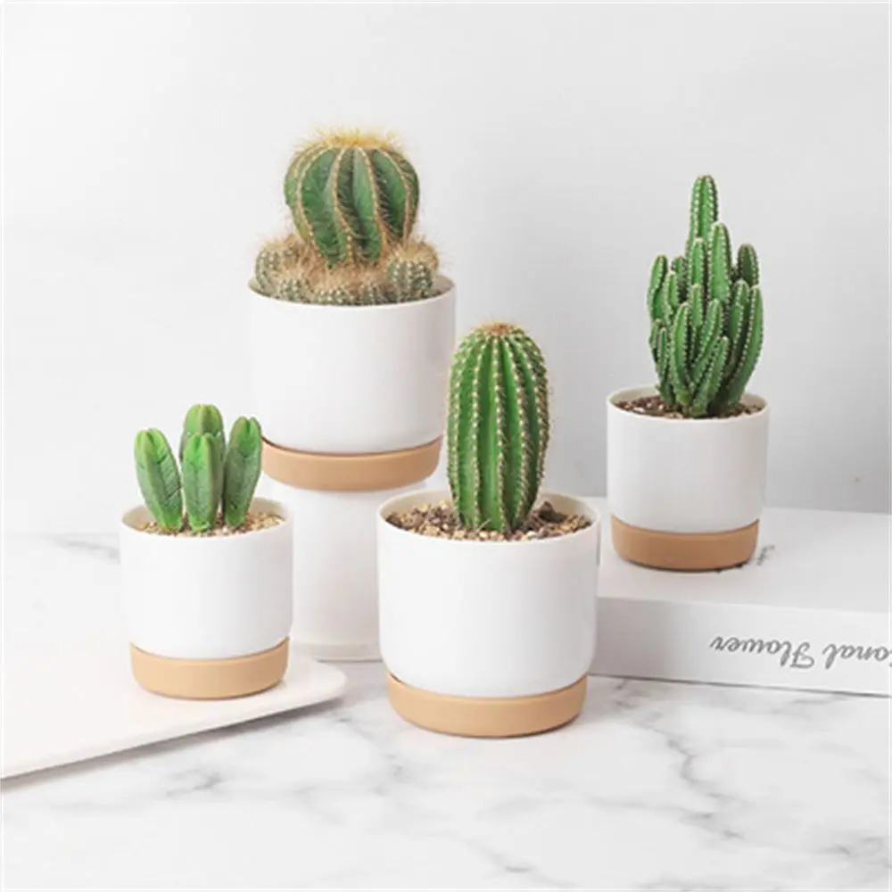 Plantes Exterieures Sans Arrosage