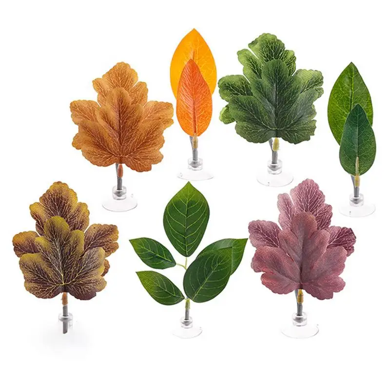 Plante Pour Terrarium Fermé