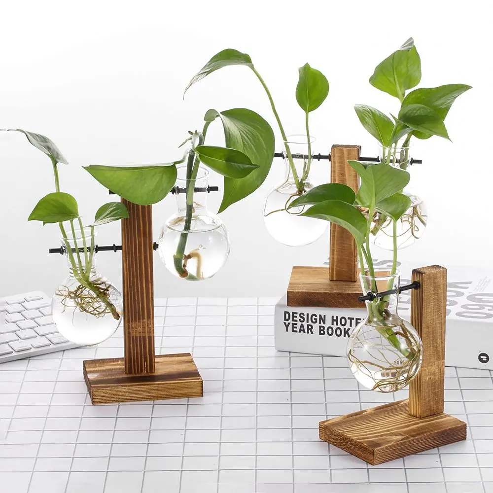 Plantes Sous Verre