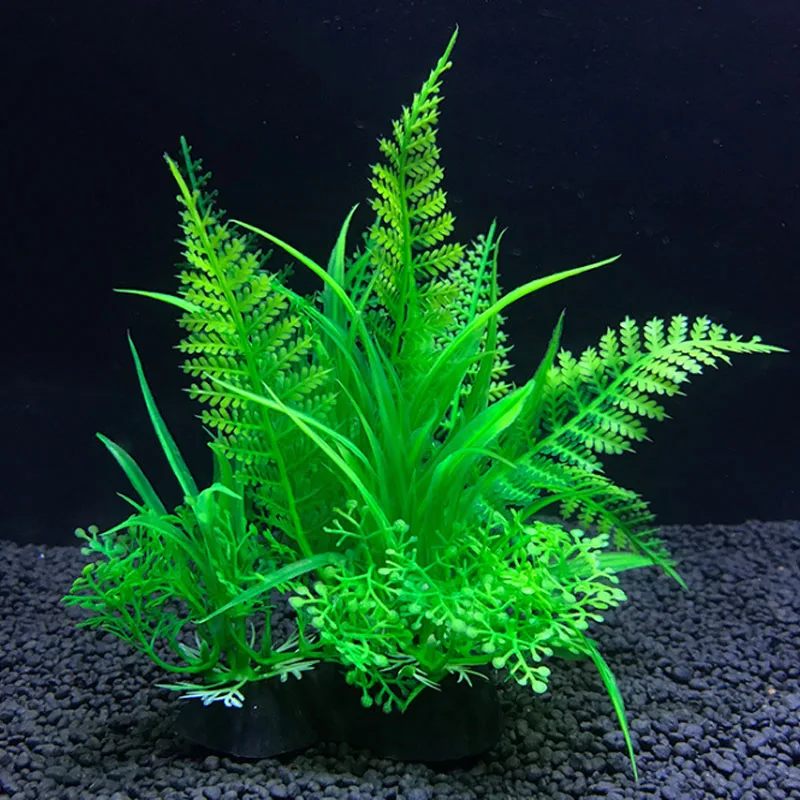 Plante Aquarium