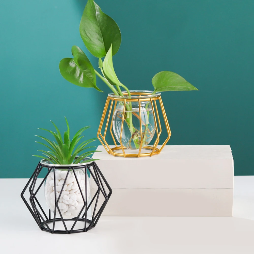 Plantes Sous Verre