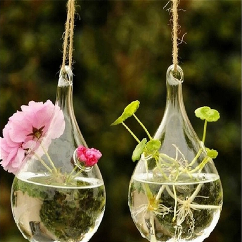 Plantes Sous Verre
