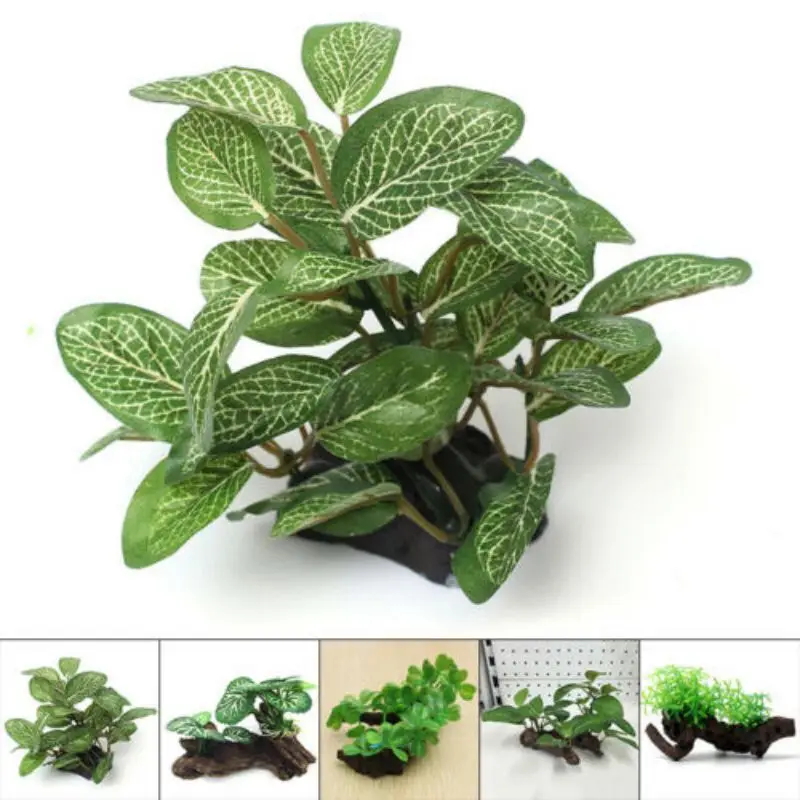Plantes Et Parfums