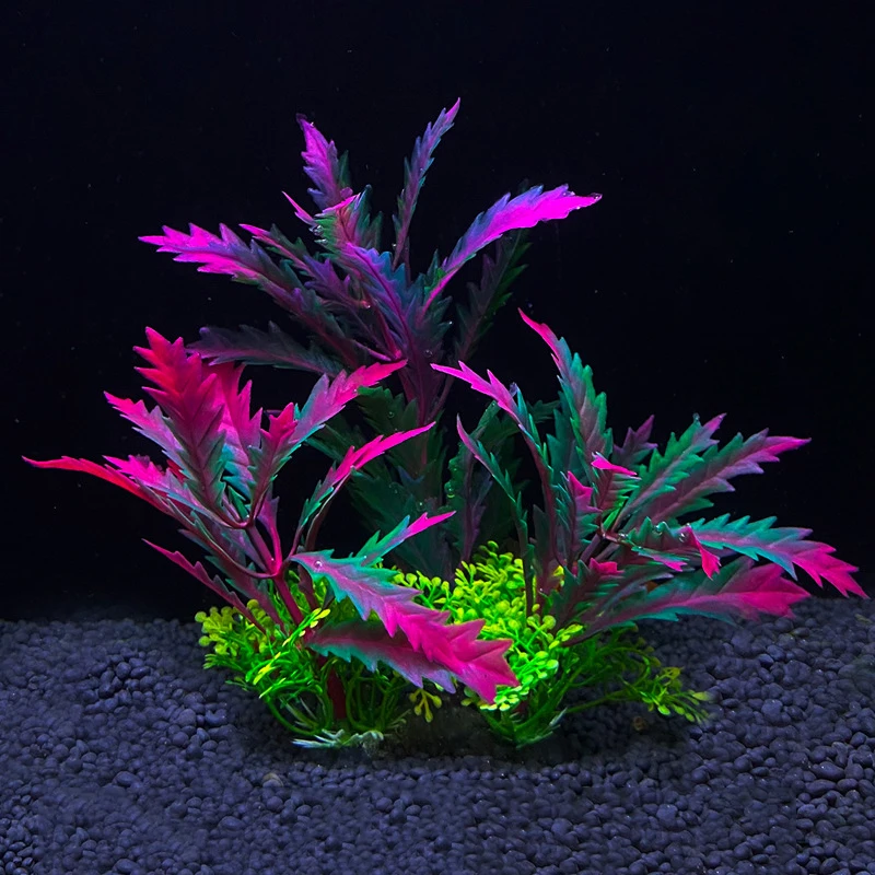 Plante Aquarium