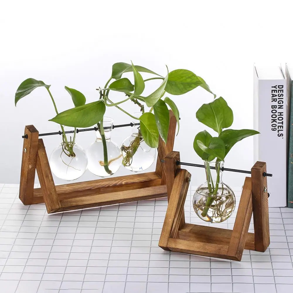 Plantes Sous Verre