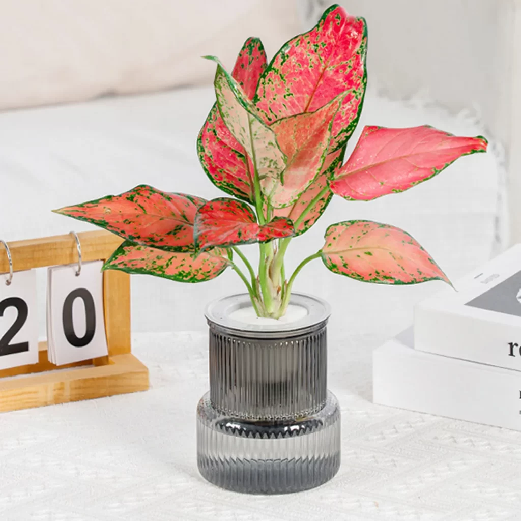 Plantes Exterieures Sans Arrosage