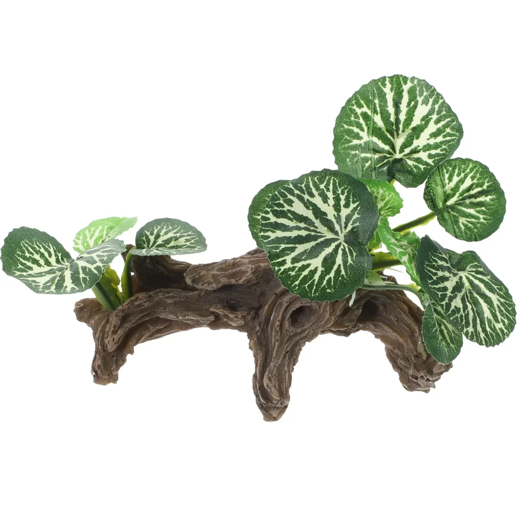 Plantes Terrarium Fermé