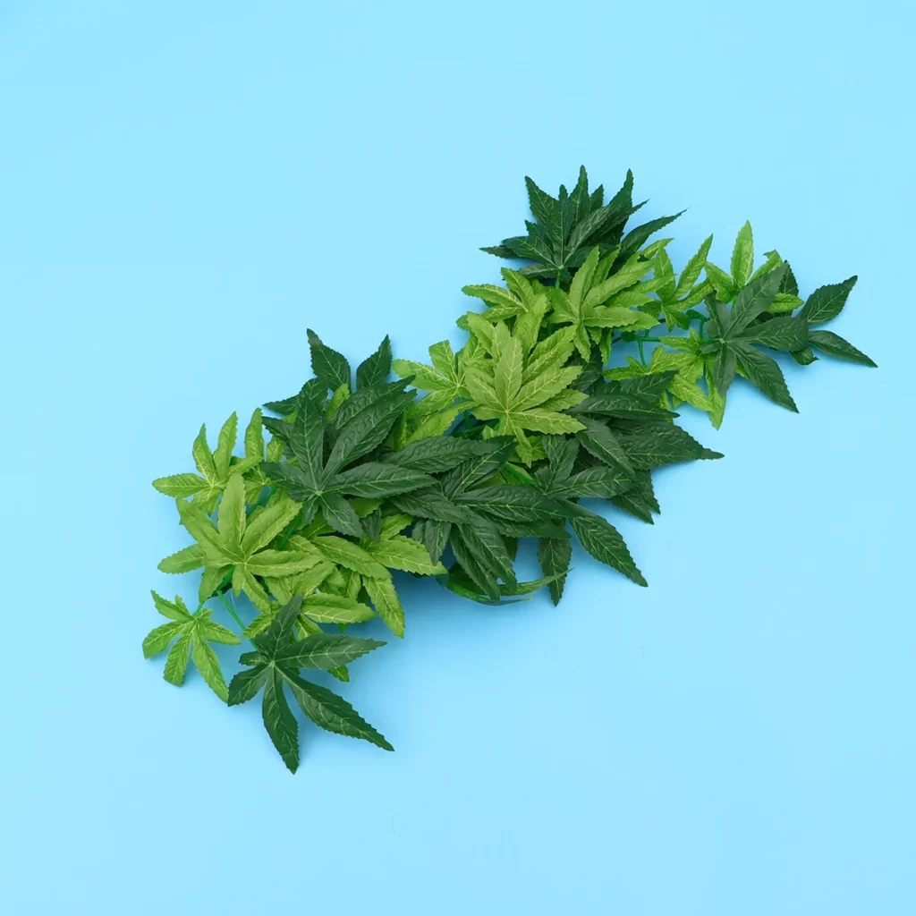 Plantes Terrarium Fermé