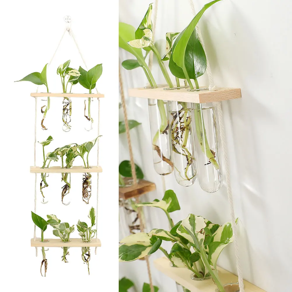 Plantes Sous Verre