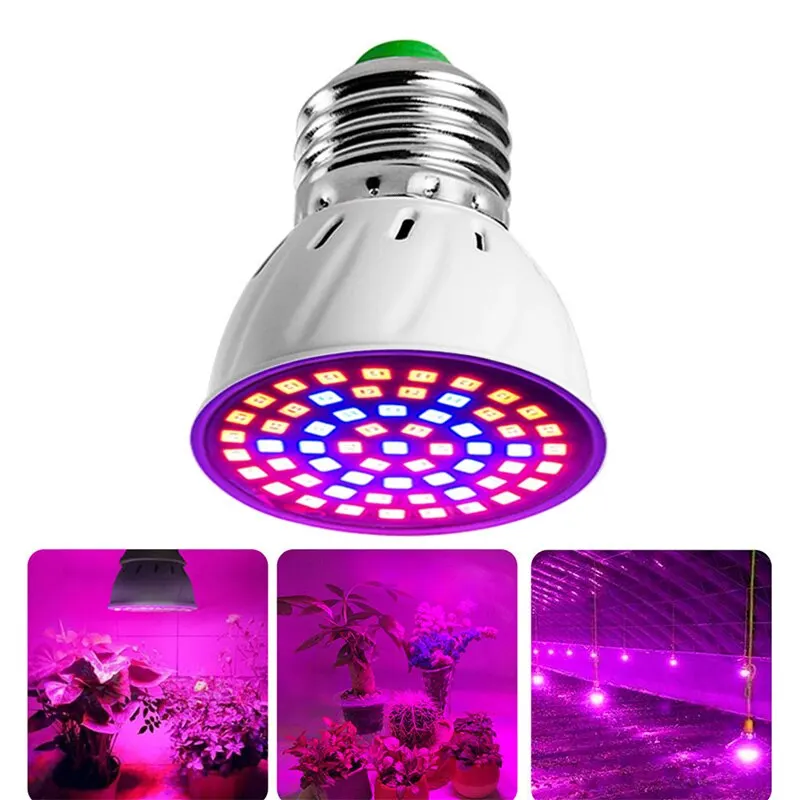 Ampoule Plante