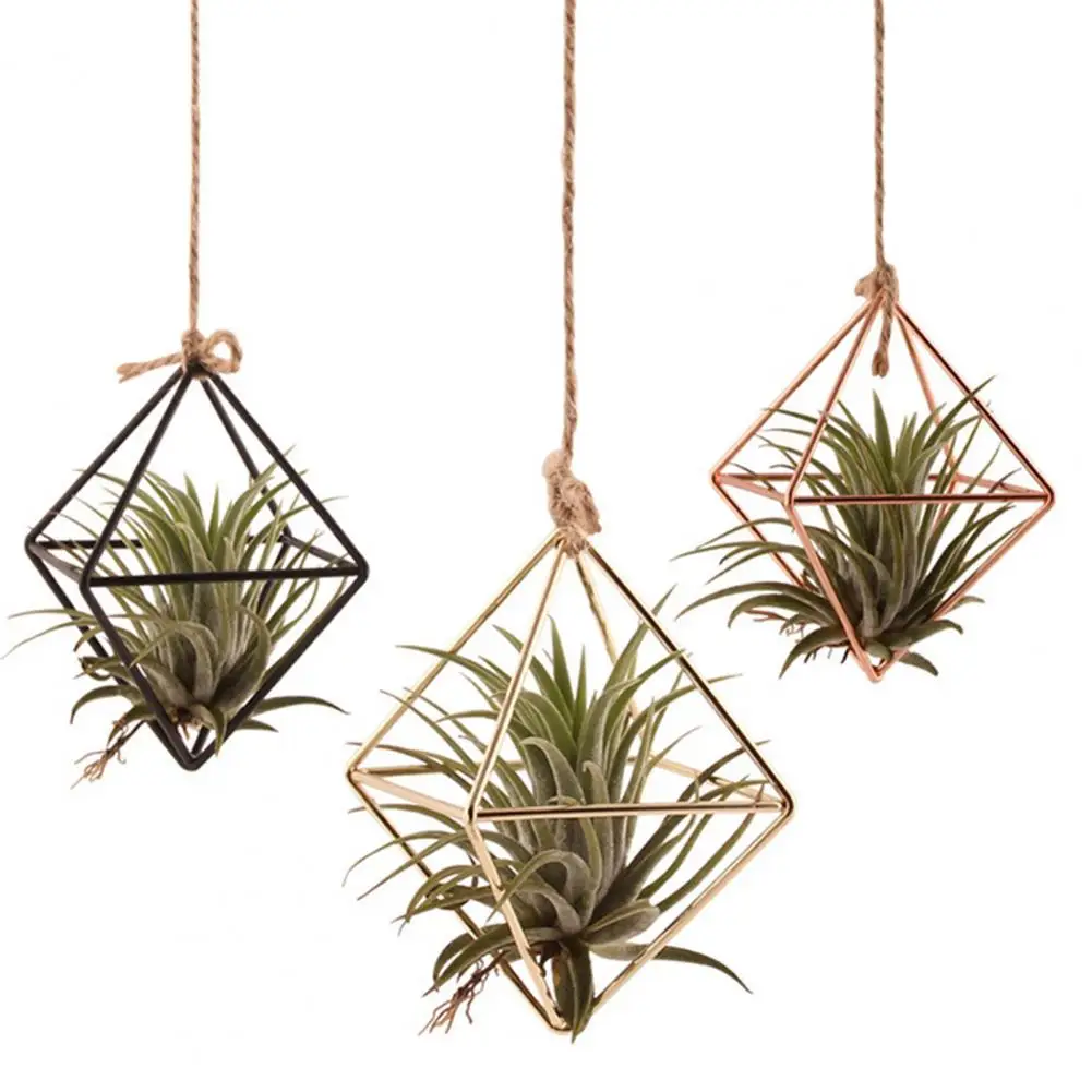 Vitrine Plantes