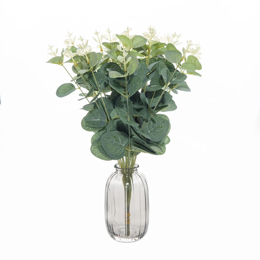 Eucalyptus Plante D Intérieur