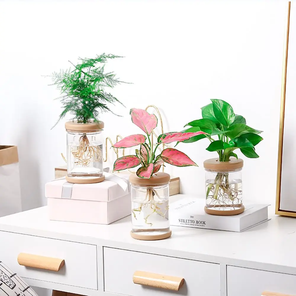 Pot de fleurs hydroponique en verre pour intérieur et extérieur