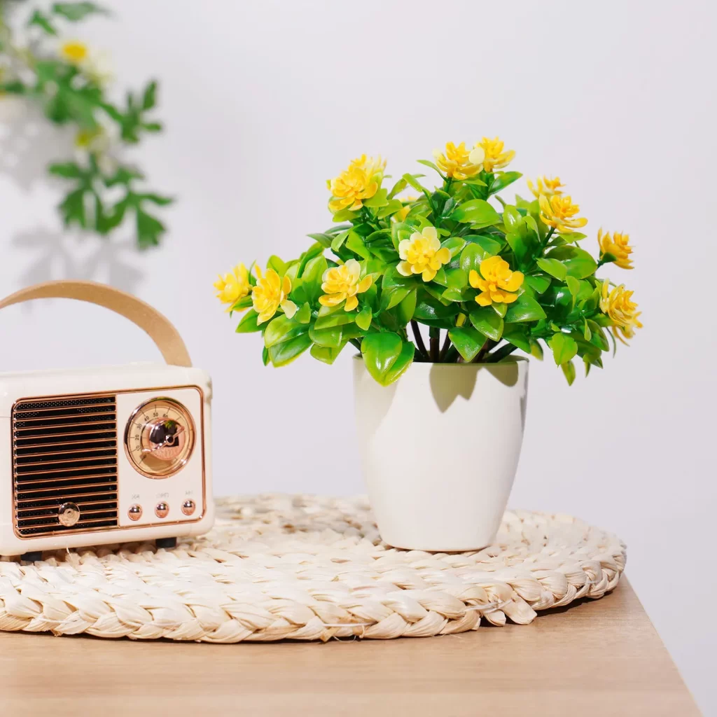 Plante Lys En Pot