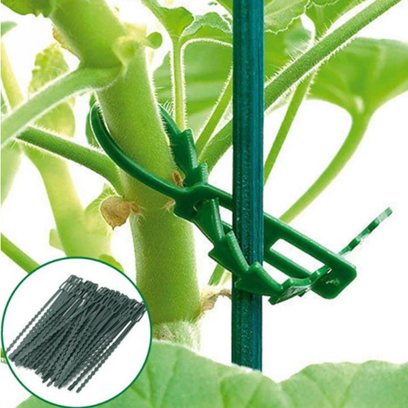 Cable Plante Grimpante