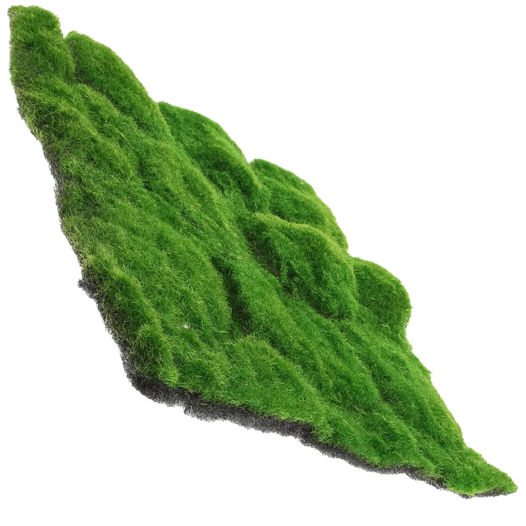 Plante Pied DʼÉléphant