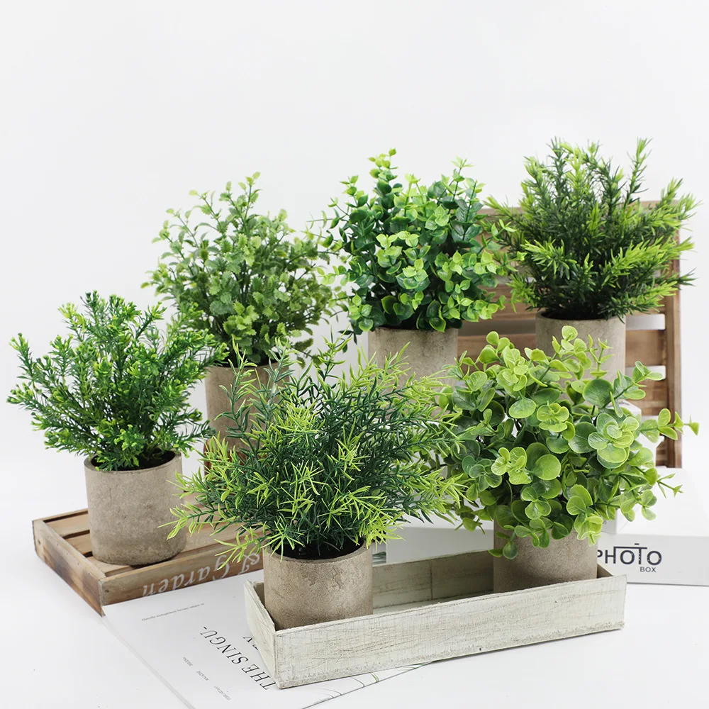 Plante Ancienne