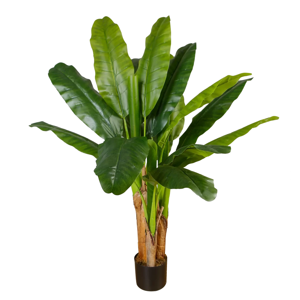 Livraison Plante DʼIntérieur