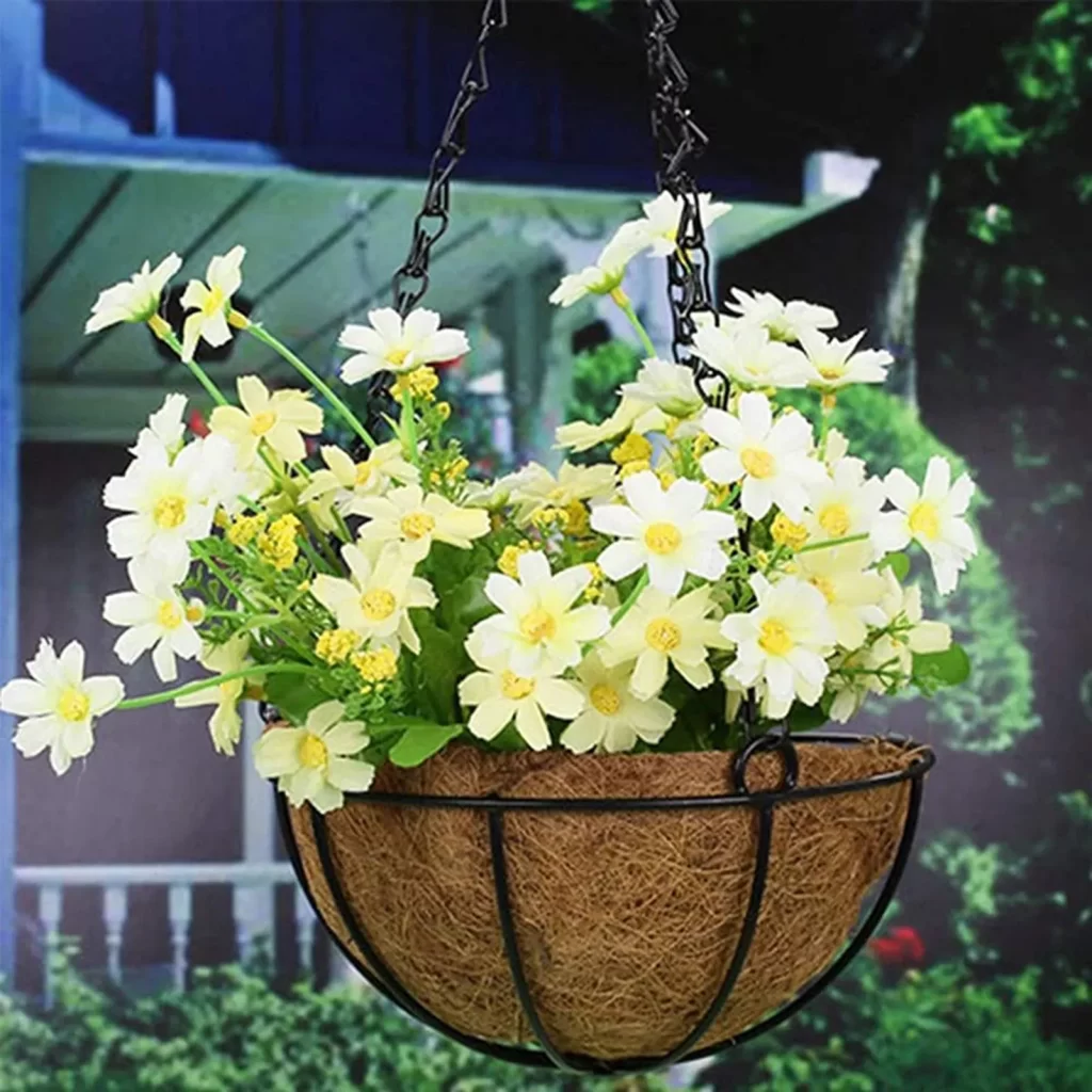 Plante Lys En Pot