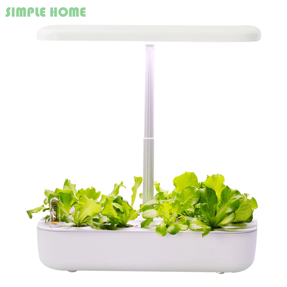 Plante Grasse Pas Cher
