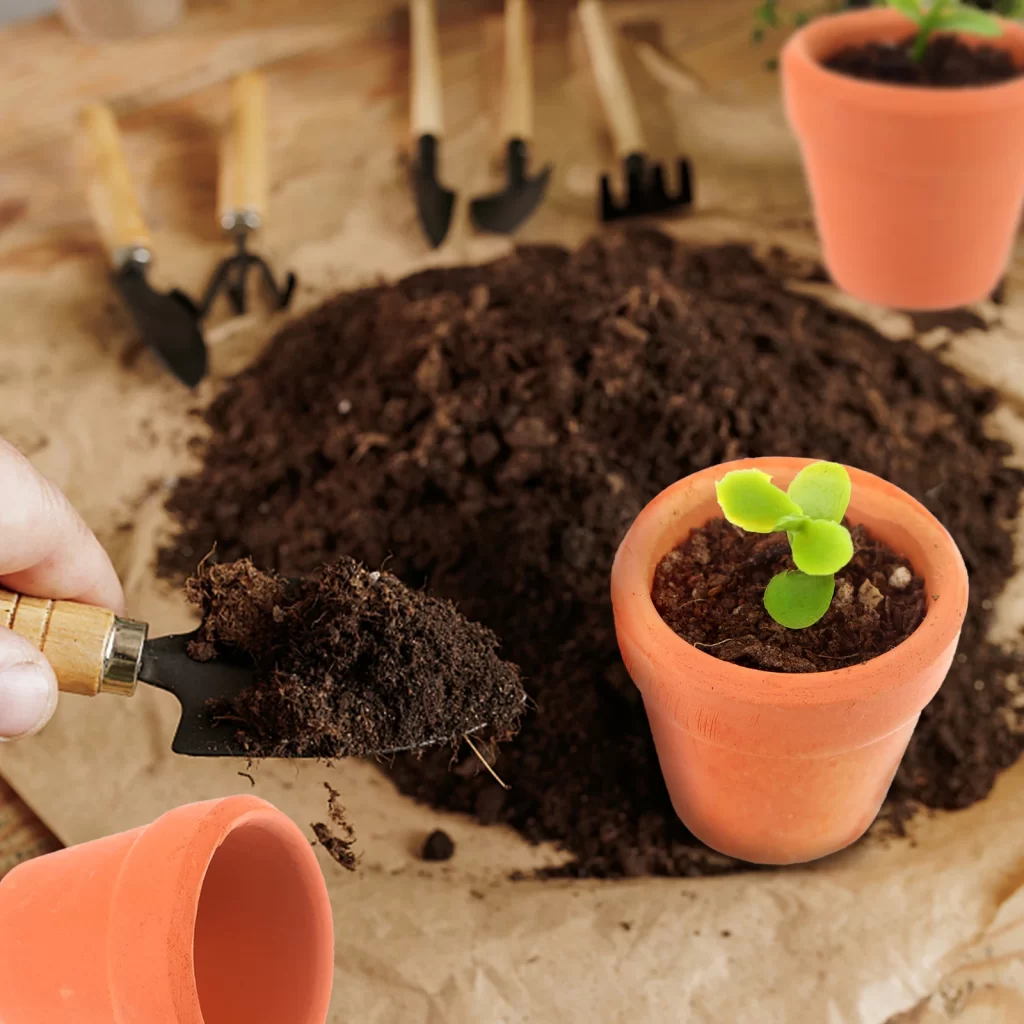 Gravure Plantes