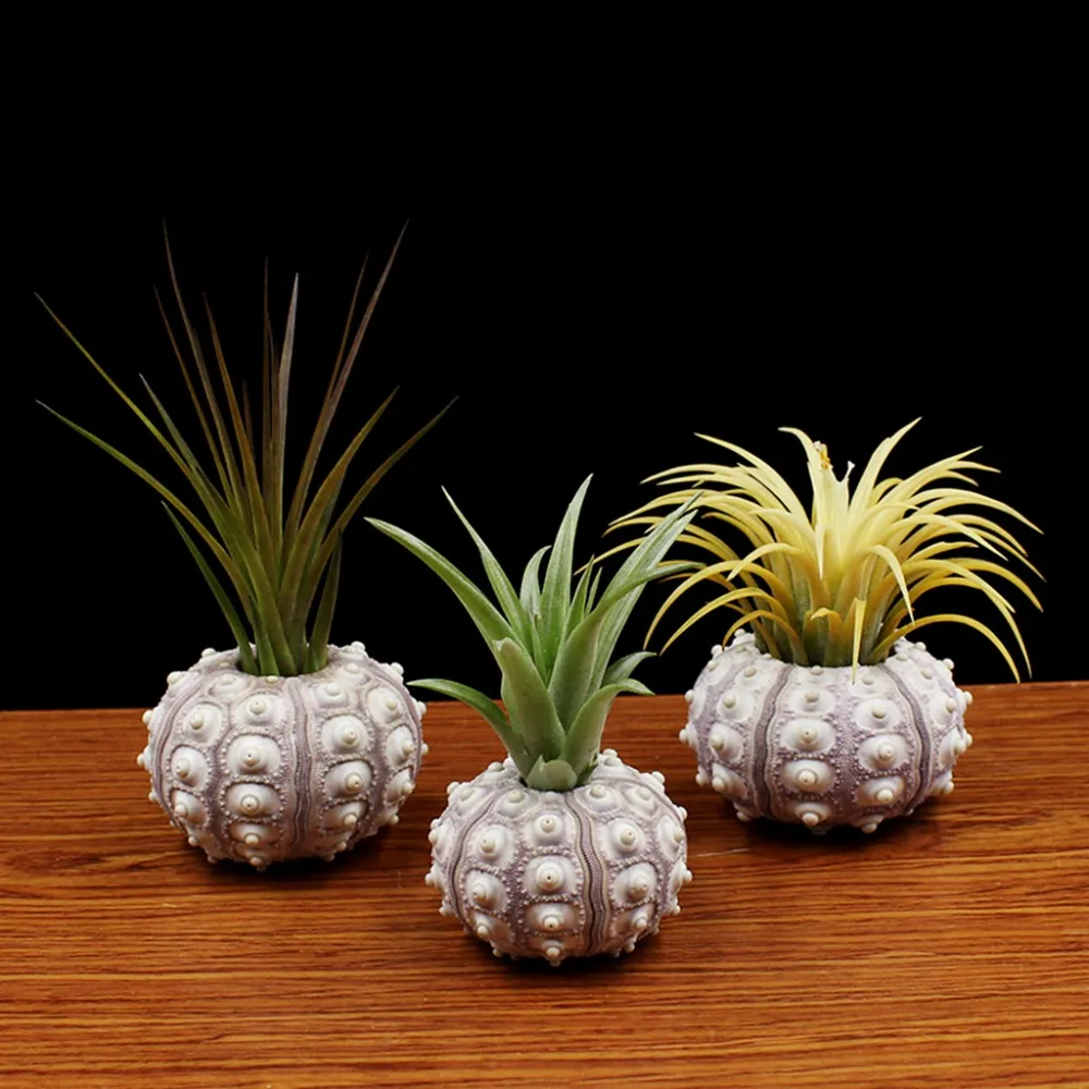 Plante Aromatique Cuisine Décoration