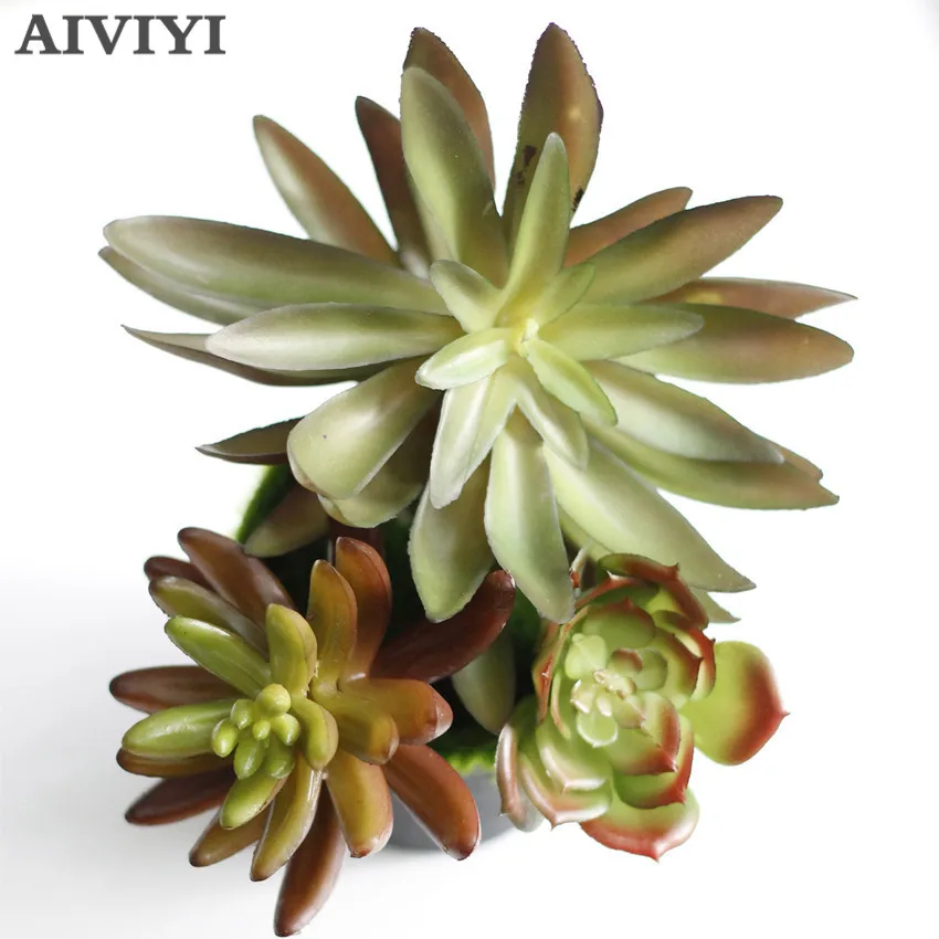 Livraison Plante DʼIntérieur