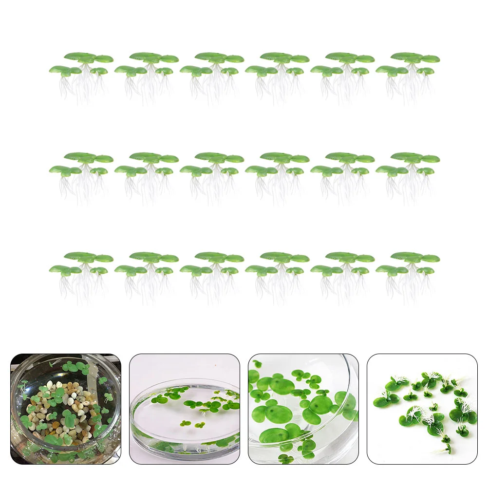Plantes Aquarium Sans Sol Nutritif