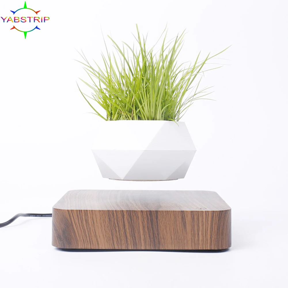 Plante Lys En Pot