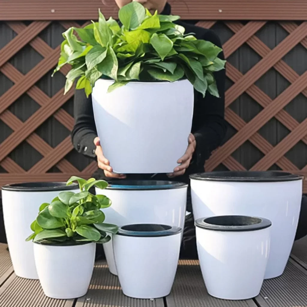 Plante De Porcelaine