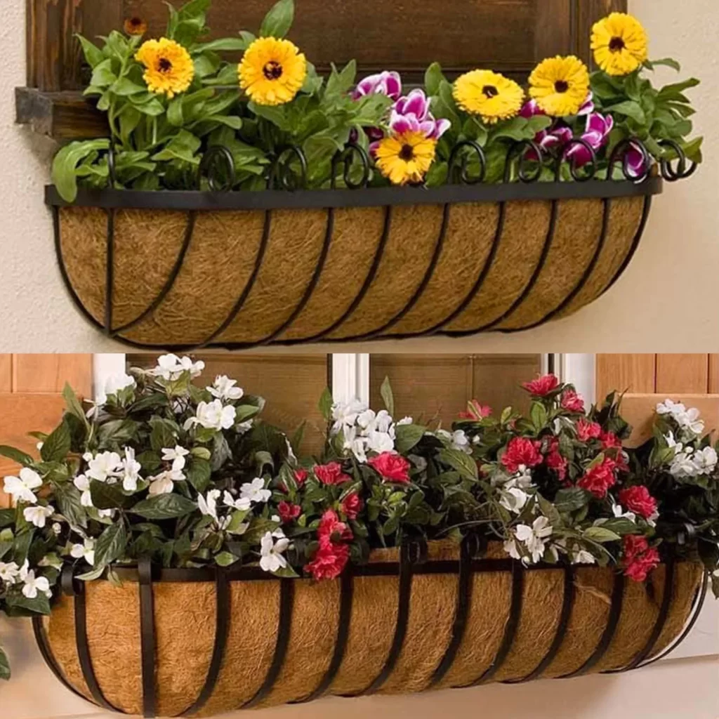 Plante Type Palmier