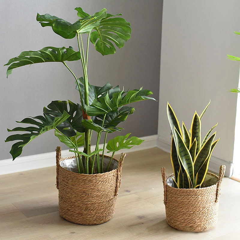 Gravure Plantes
