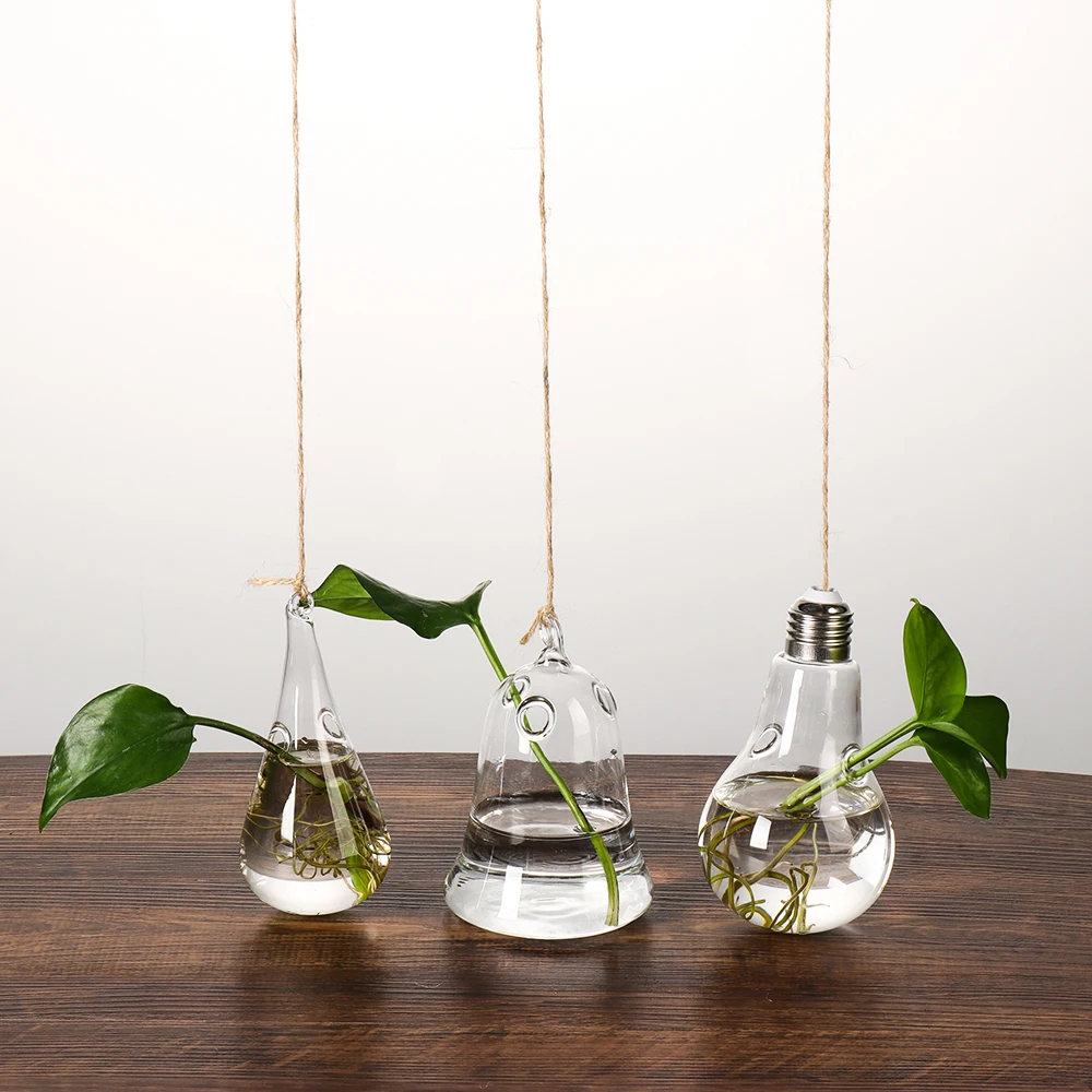 Plantes Pour Terrarium Fermé