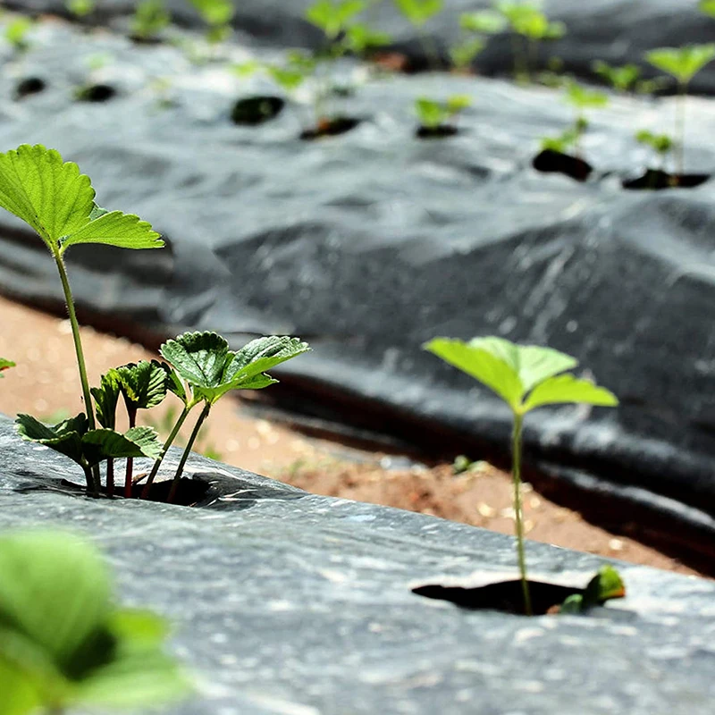 Film de plantation