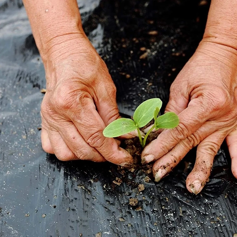 Film de plantation