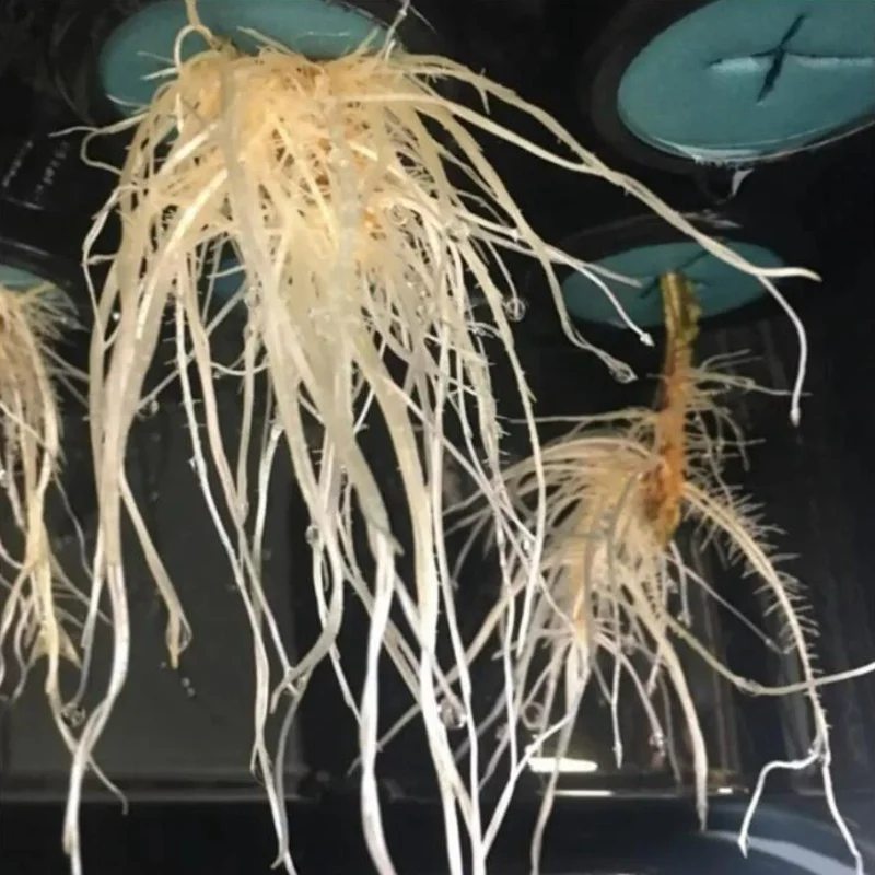 Paniers de Clone de Système Hydroponique